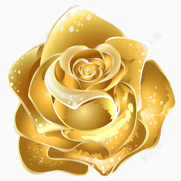 黄金金玫瑰