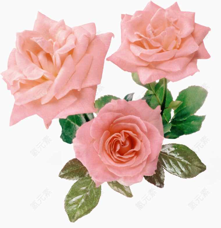 花卉唯美花卉图片 粉玫瑰
