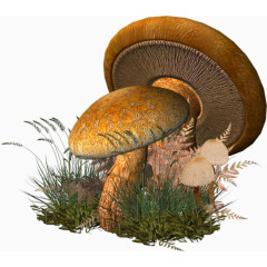 三维立体蘑菇手绘装饰
