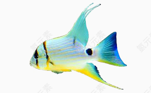 蓝白渐变色的鱼