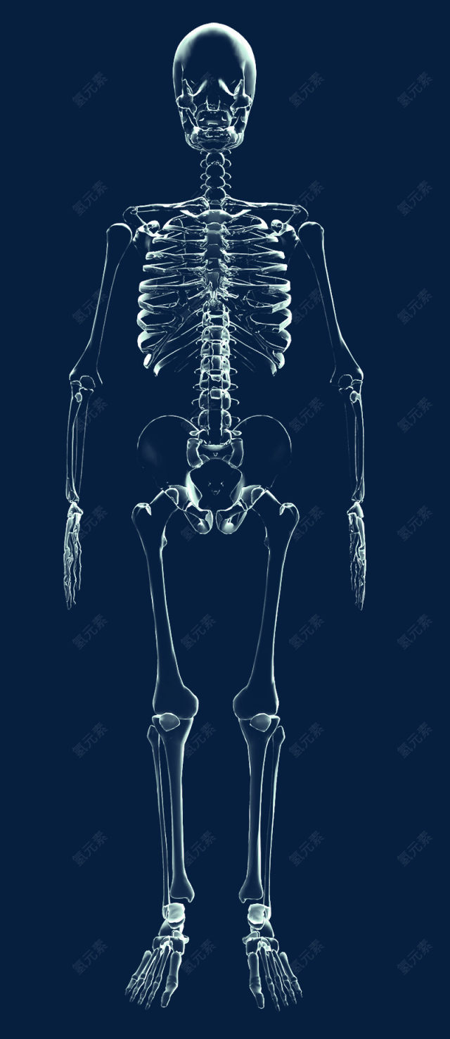 X光人体骨骼下载