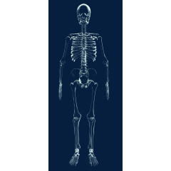 X光人体骨骼