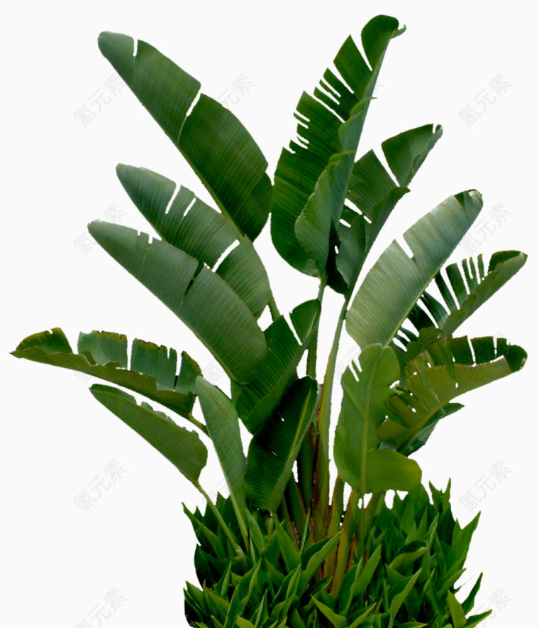 绿色热带植物素材