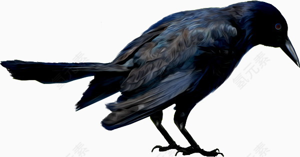 黑色翅膀乌鸦