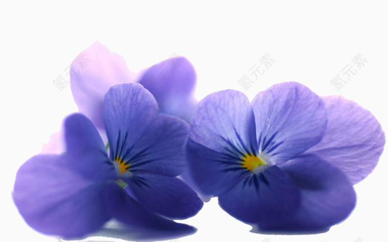 紫花紫色小花