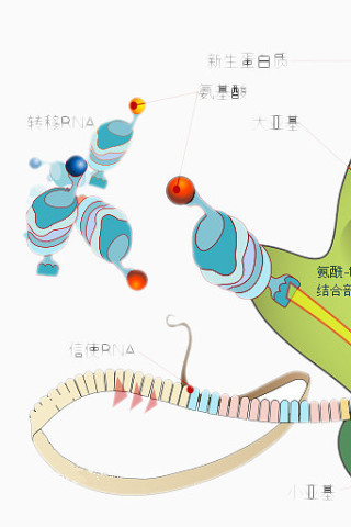 男人消化系统