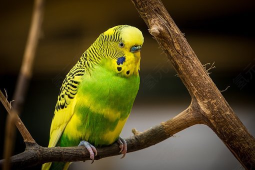 动物,禽,鸟,颜色,多彩,色彩缤纷,羽毛,丛林,爱情鸟,户外,坐,肖像