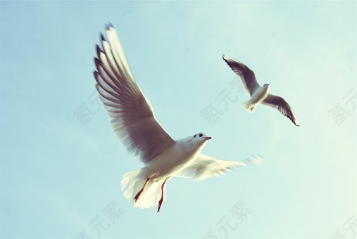 动物,鸟,海鸥,飞行,翅膀,议案,自然,野生动物,自由,羽毛,运动,免