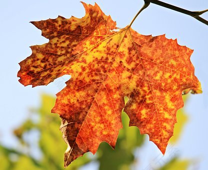 秋季,秋叶,叶子,树叶的叶,秋天的颜色,性质,秋,金色的秋天,丰富多彩