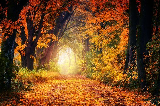秋季,大道,离,叶子,树,性质,森林,休息,阴霾,景观,心情,橙,路径