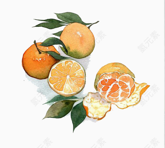 水彩剥开的橘子
