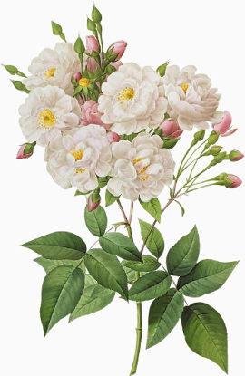 白色小清新牡丹花