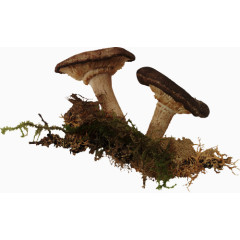两颗蘑菇