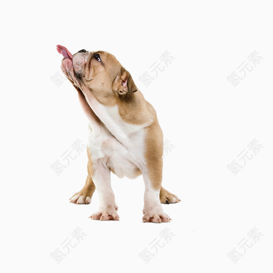 吐舌头的宠物狗