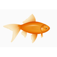 黄色金鱼