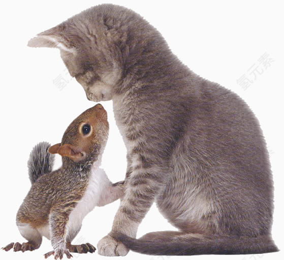 松鼠和猫