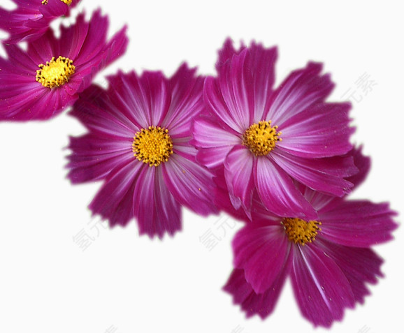 紫色小雏菊