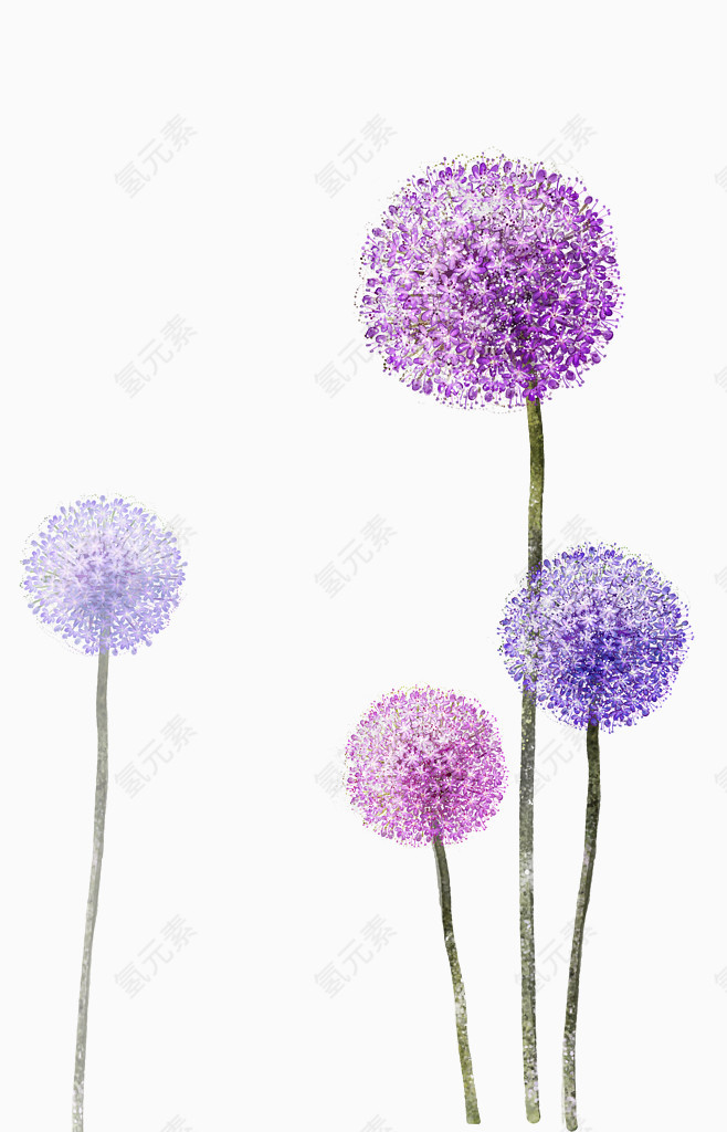 紫色手绘绣球花