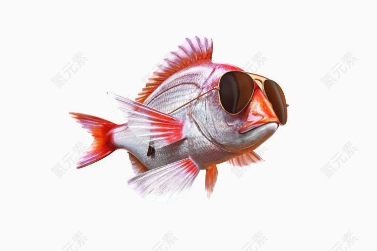 戴眼镜的鱼素材图片
