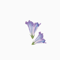 小清新简约水彩手绘紫色喇叭花