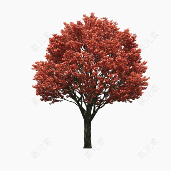 红色树叶秋天的树木笔直的树木