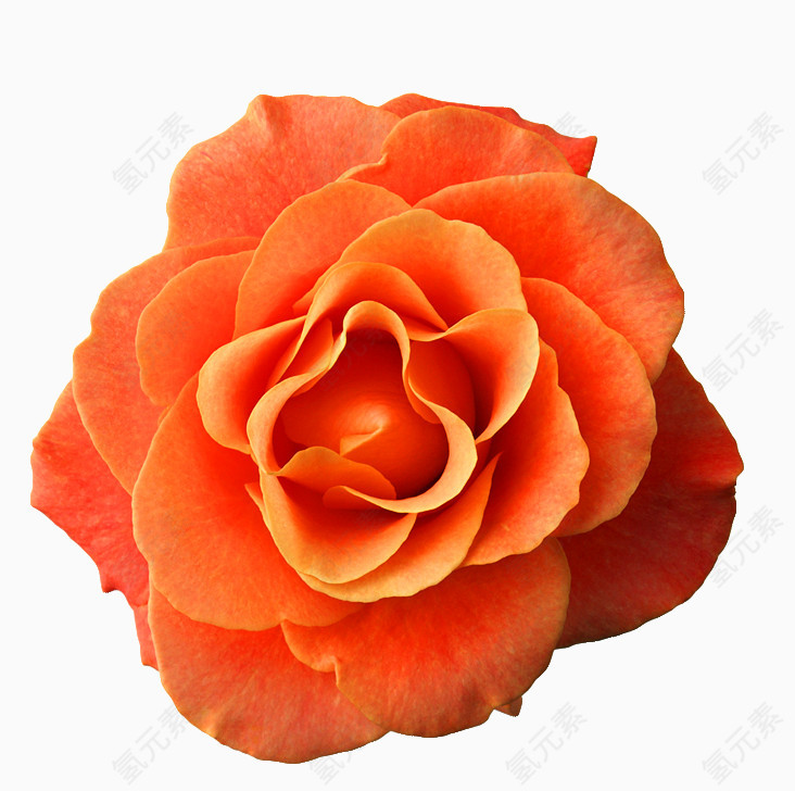 橘红色玫瑰花
