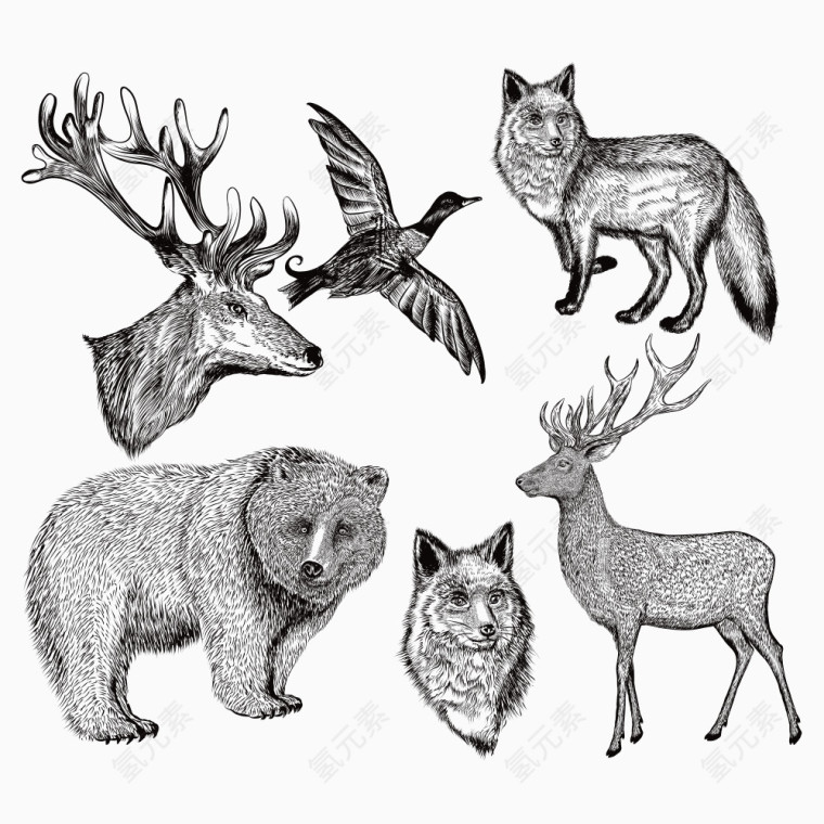 动物素描插画
