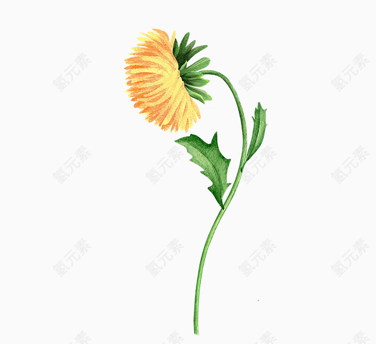 精美黄色菊花