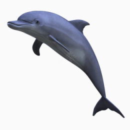 海豚下载