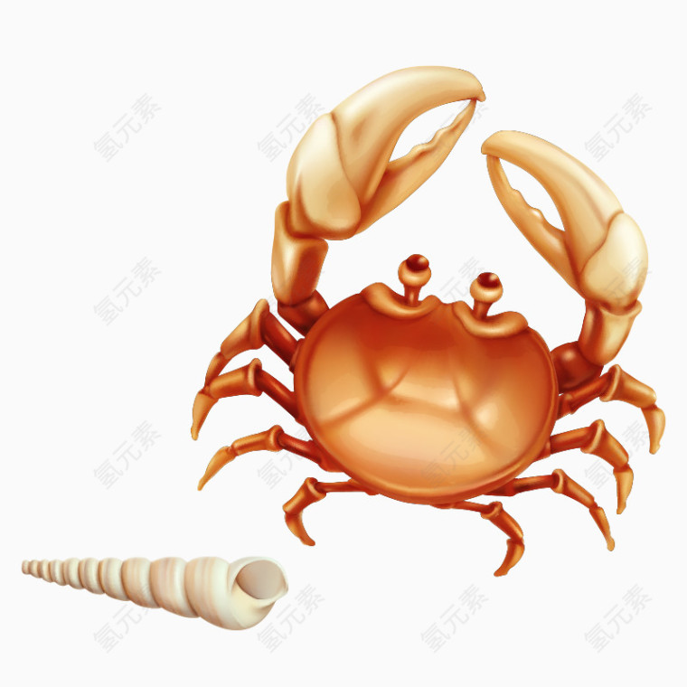 卡通海洋动物海螺螃蟹