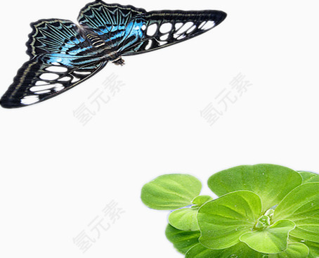 蝴蝶和绿叶