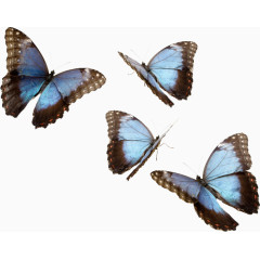 几只蓝色蝴蝶