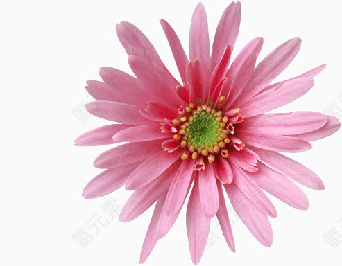 粉色的菊花