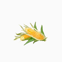 小清新简约水彩手绘黄色玉米