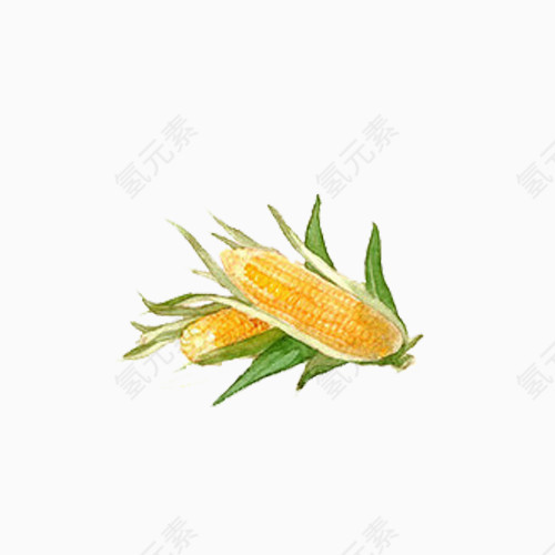 小清新简约水彩手绘黄色玉米