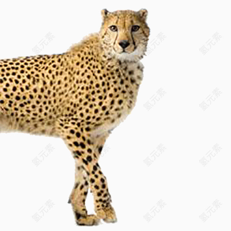 豹子动物免抠图PNG格式素材