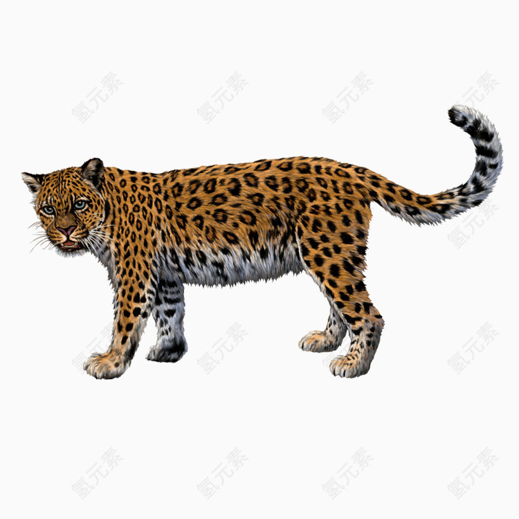 豹子动物免抠图PNG格式素材