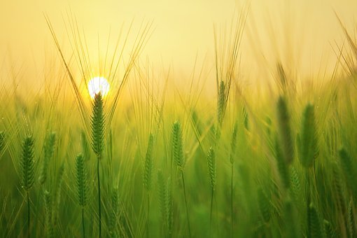 大麦场,小麦,收获,日出,上午,景观,美丽,壁纸,自然,增长,免費的照