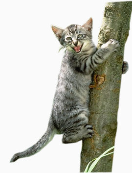 爬树的猫咪