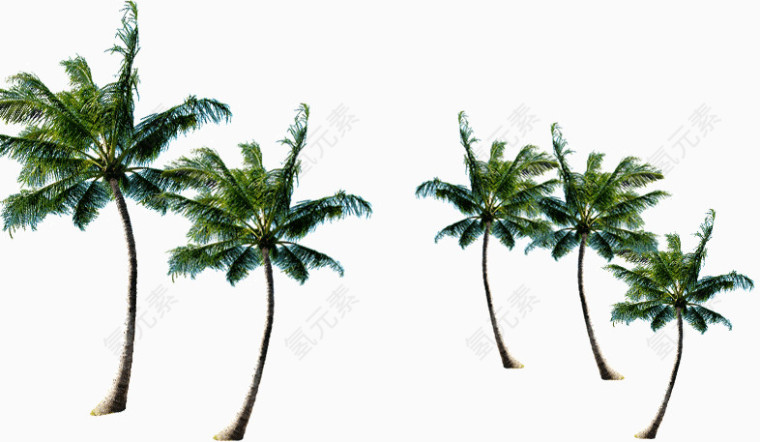 海岛椰子树