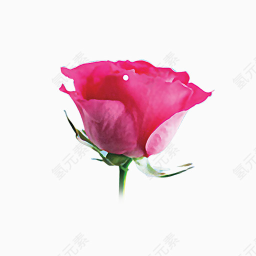 五彩粉色玫瑰