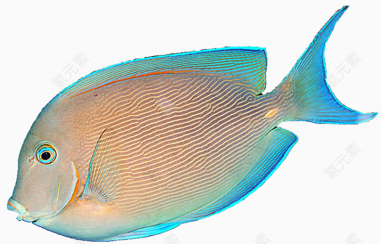 彩色美丽的海鱼