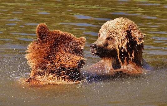 熊,wildpark 地点,播放,水,马熊,野生动物,危险,毛皮,性质