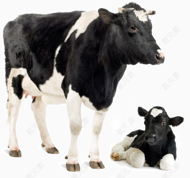 奶牛小牛动物素材