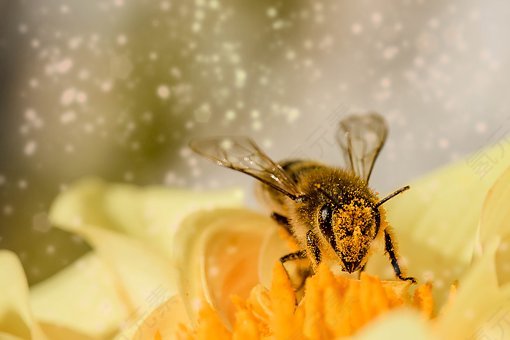 蜜蜂,昆虫,动物,膜翅目,开花,花蜜,性质,花粉,辛勤工作,免費的照片