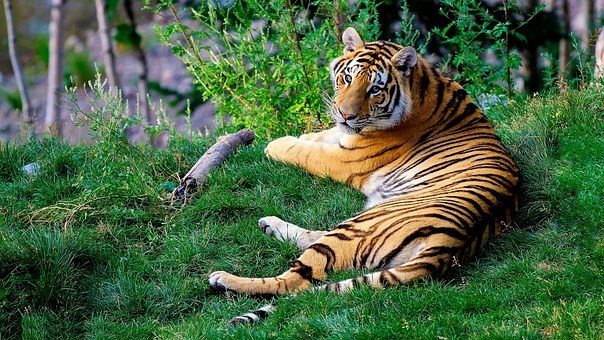 孟加拉虎,虎,野生动物,动物,野生,哺乳动物,大,捕食者,带,猫的,肉