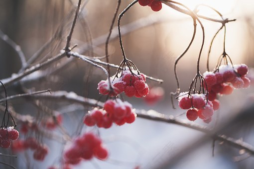 浆果,冬天,雪,冰,树枝,布什,免費的照片,免费图片