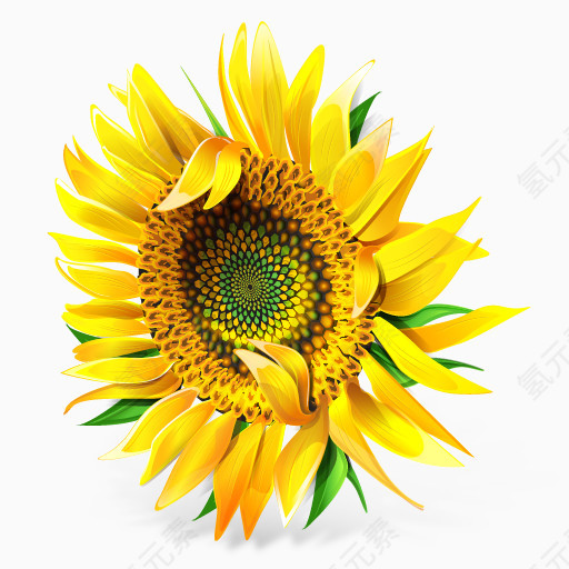 Sunflower Icon