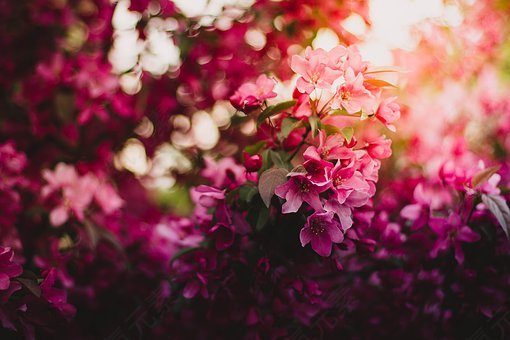 盛开,开花,植物区系,鲜花,自然,粉红色,免費的照片,免费图片