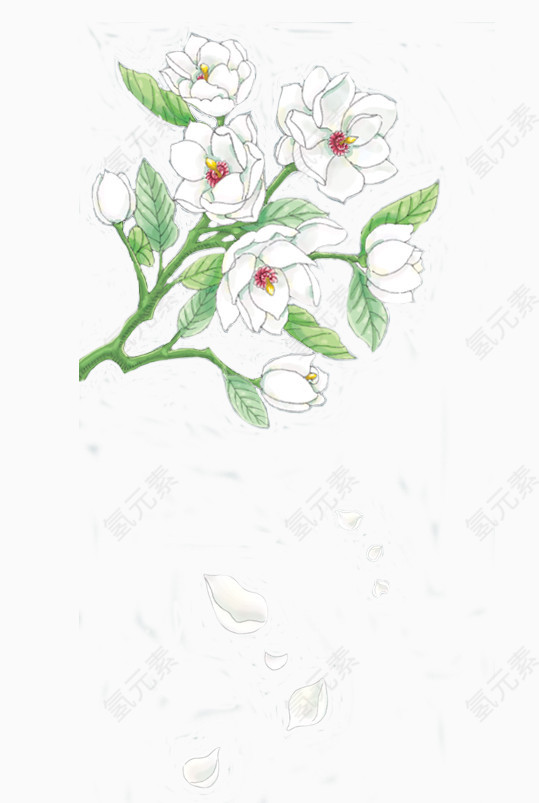 白色花朵手绘插画